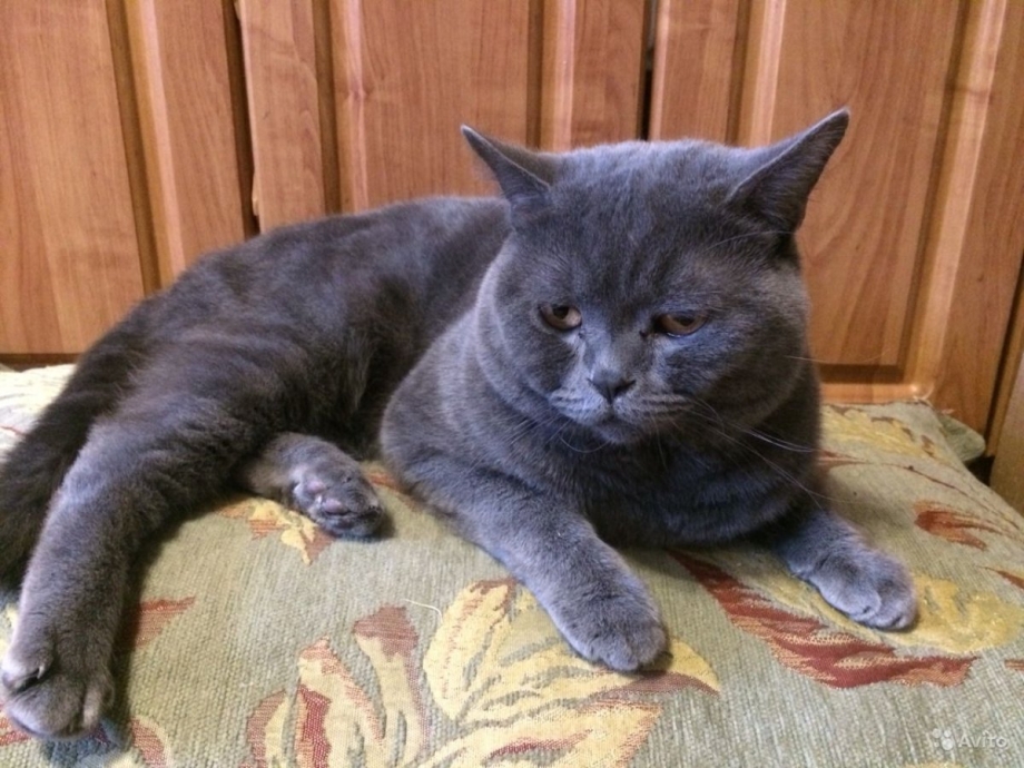 Кот скоттиш страйт дымчатый