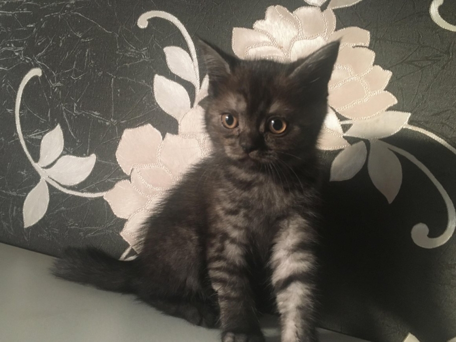 Прямоухий чёрные котята шотландской кошки