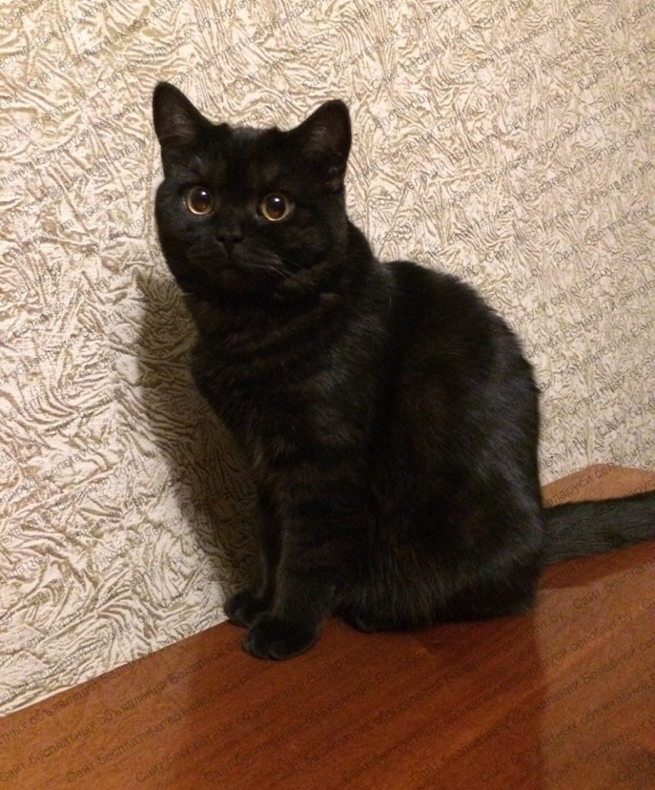 Шотландский скоттиш страйт черный
