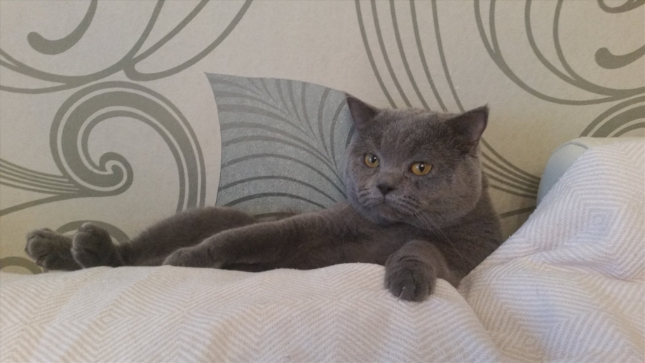 Шотландский кот прямоухий