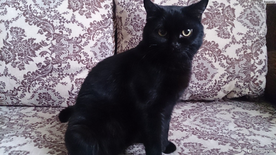 Скоттиш страйт черный котенок