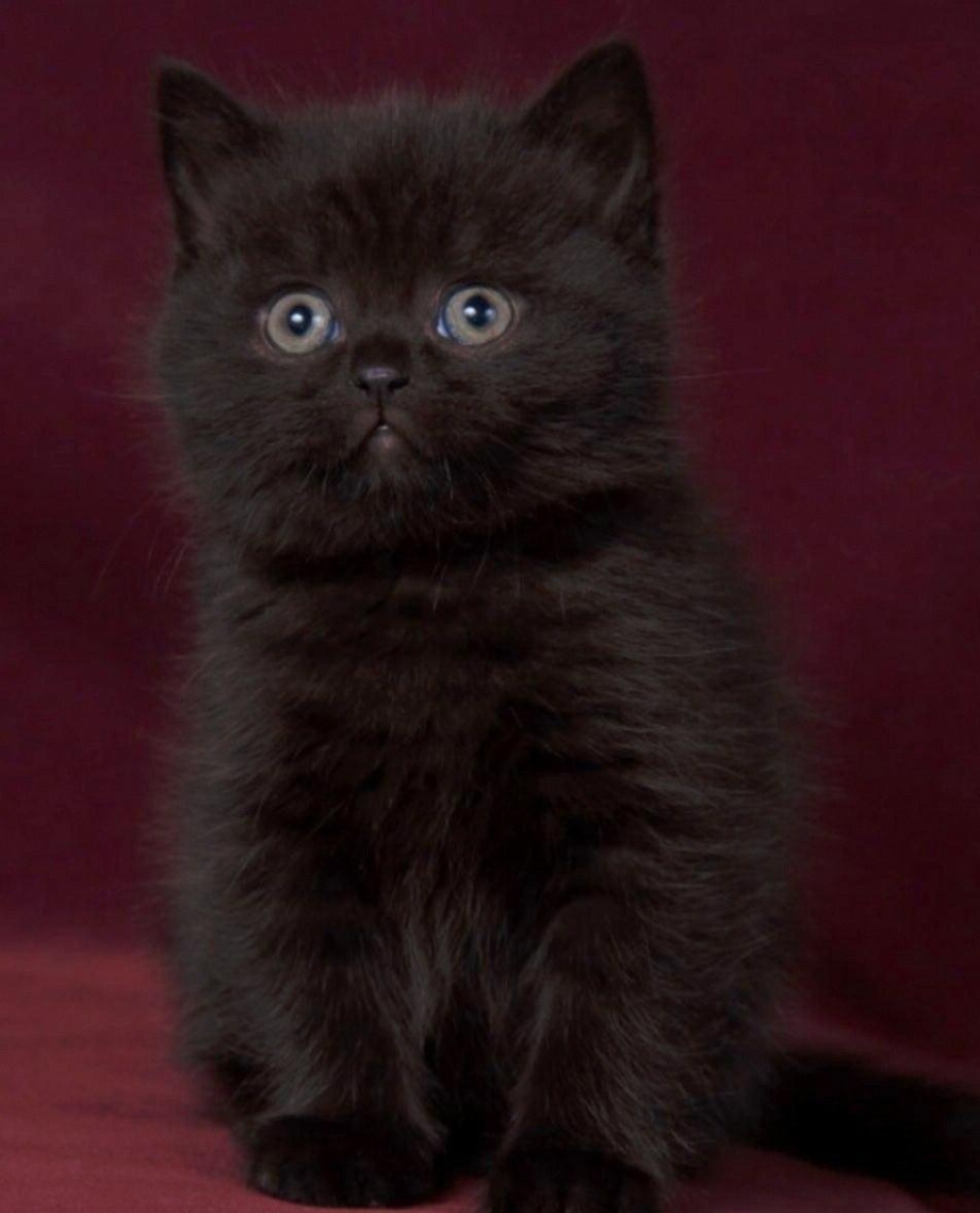 Черный британец котенок прямоухий