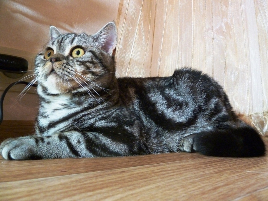 Шотландский скоттиш страйт мраморный