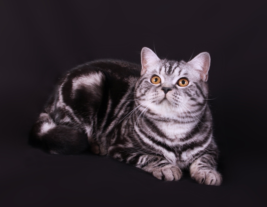 Швейцарский скоттиш страйт