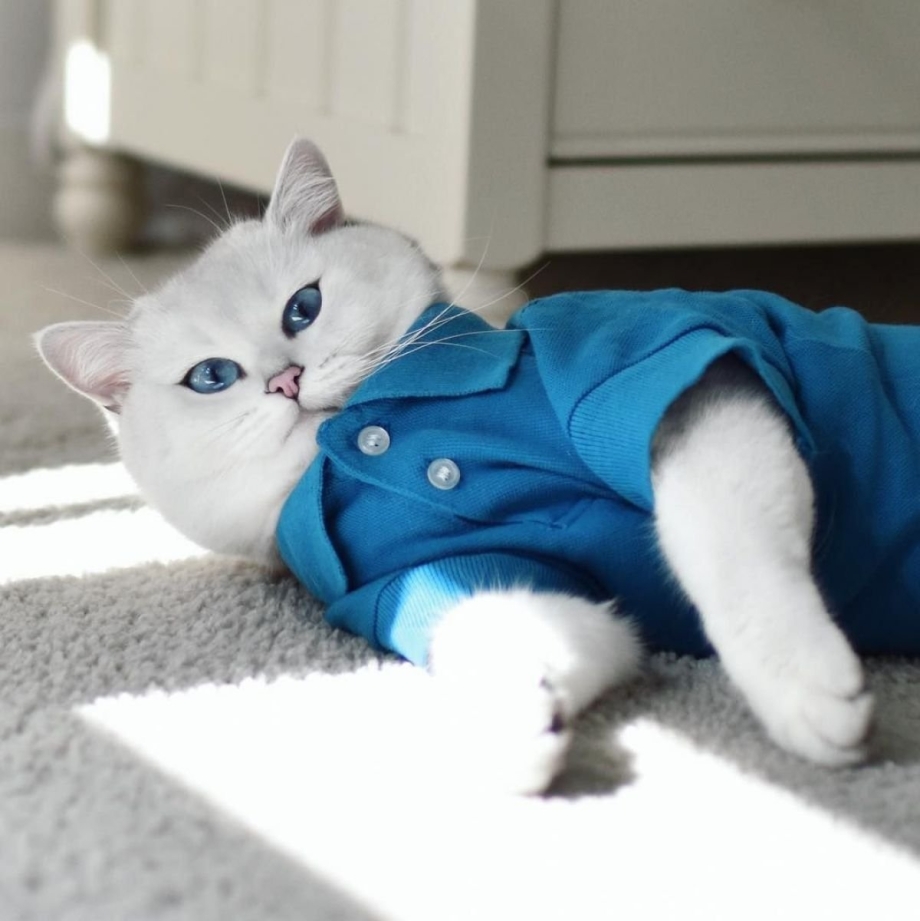 Кошка Коби HD