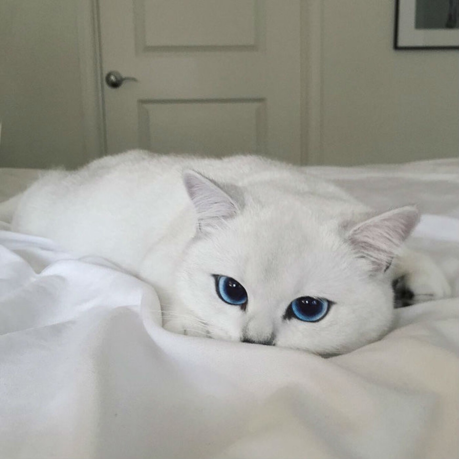Голубоглазый кот Коби