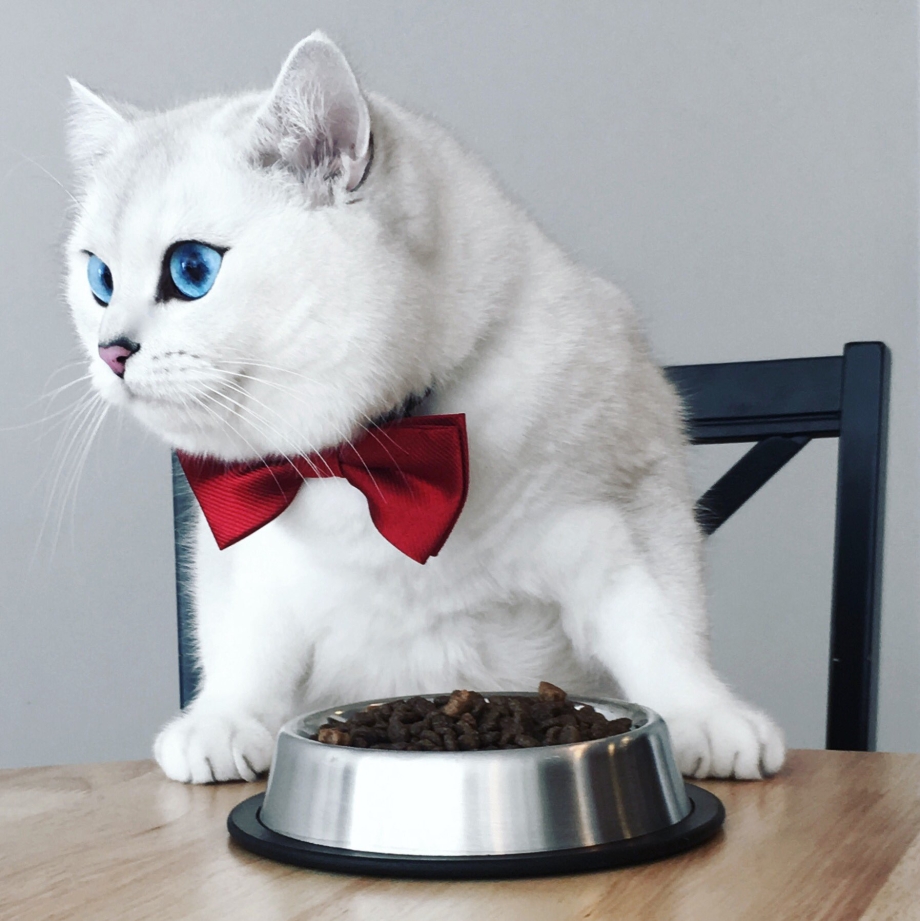 Британский кот Коби