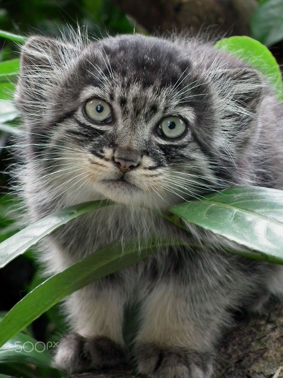 Кот Манул котята