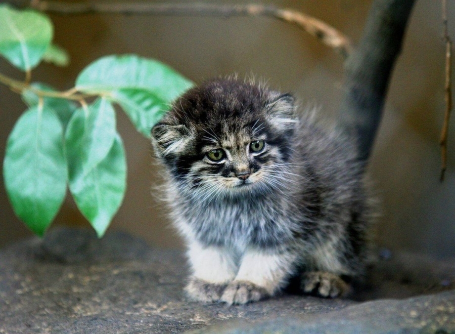 Дикий кот Манул котята