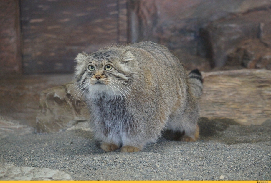Кот Манул дома