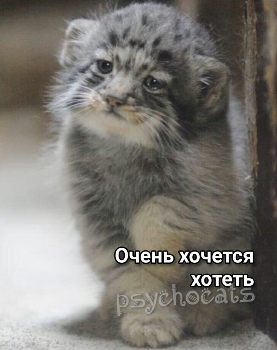 Манул малыш