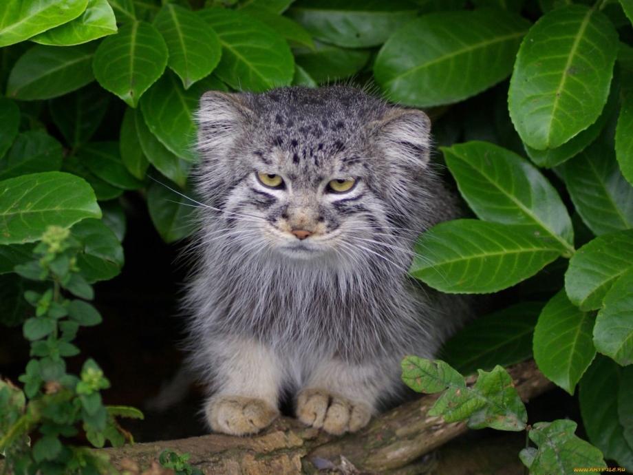 Кот Манул котята