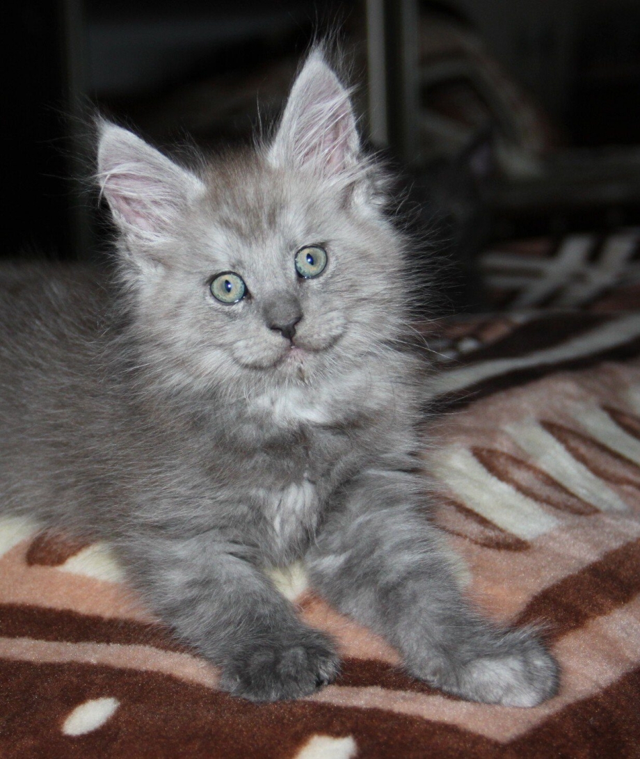Нарисовать котенка Мейн кун