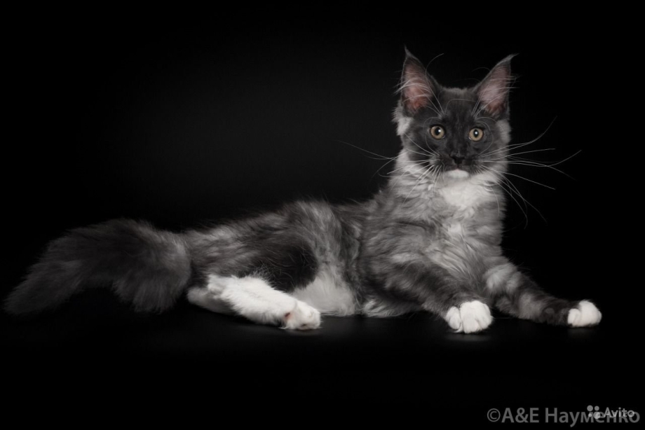Maine Coon f30038 отзывы