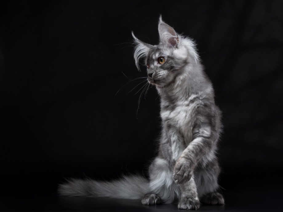 Кошка Мейн кун серая
