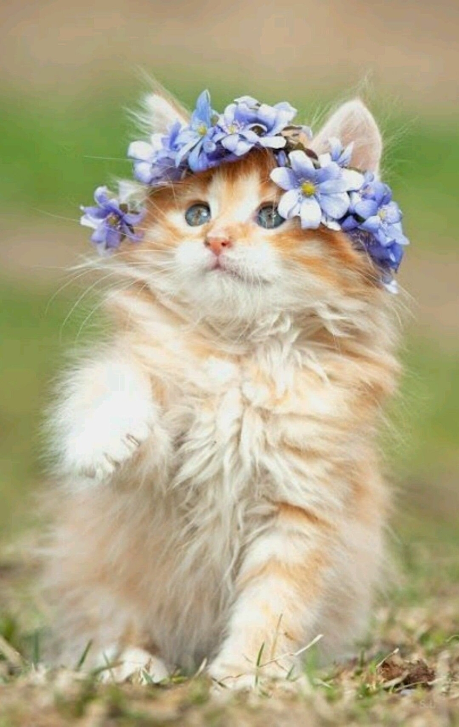Котенок в цветах