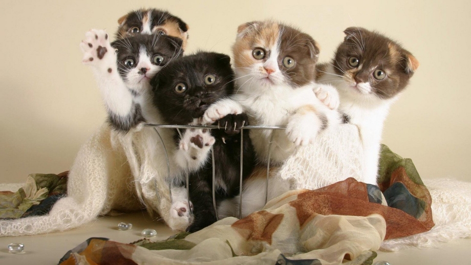 Мимишные котята