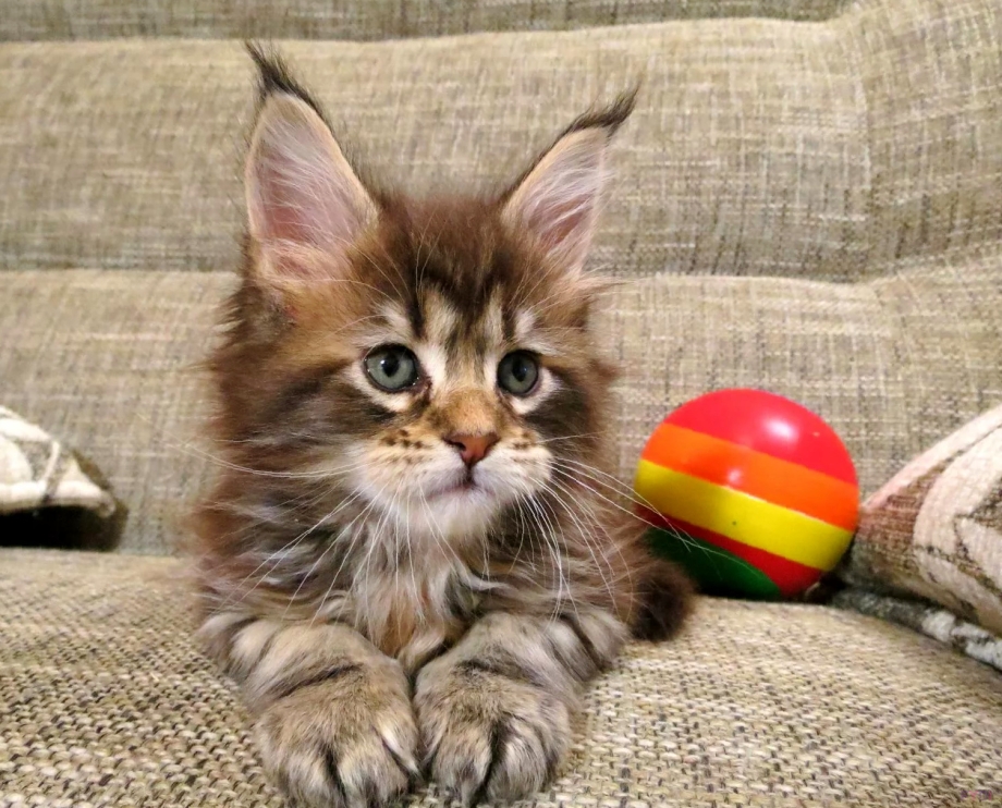 Мимишные котята