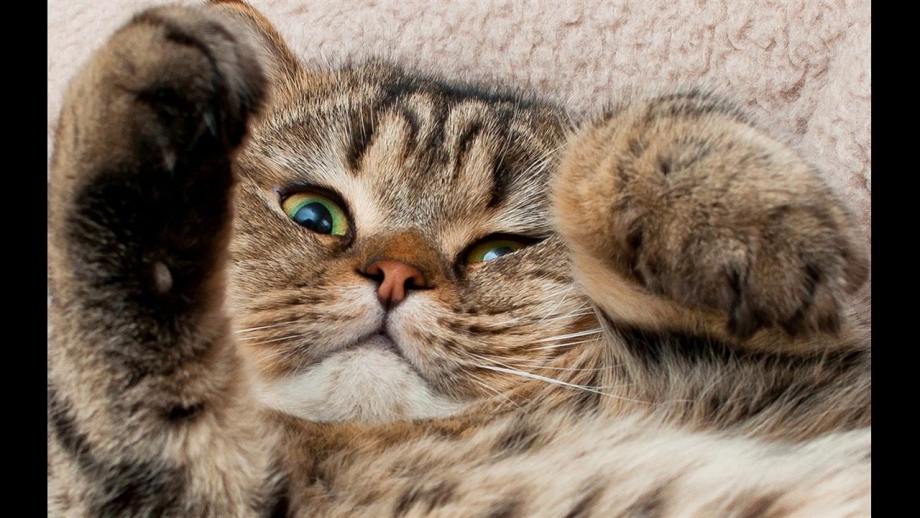 Котики смешные милые