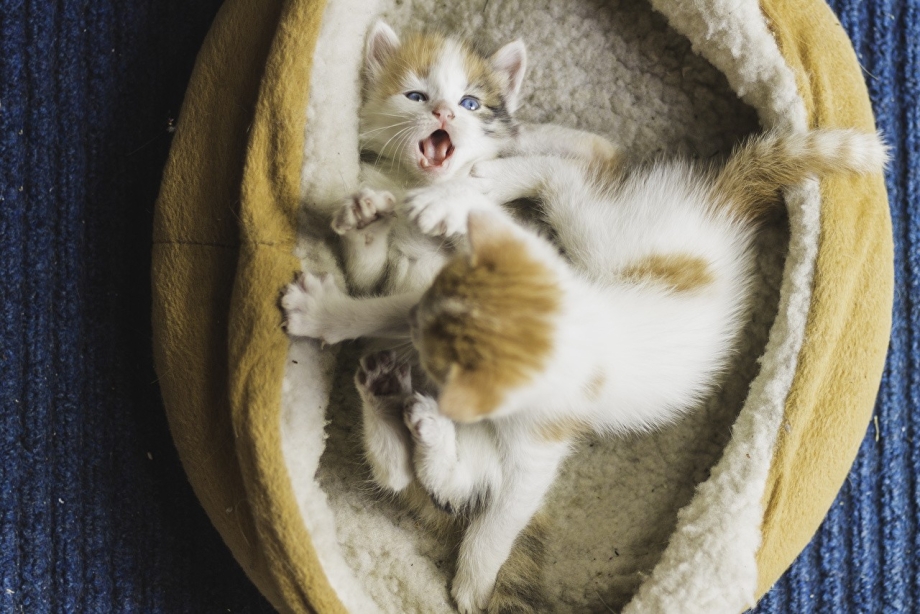 Прикольные милые котята
