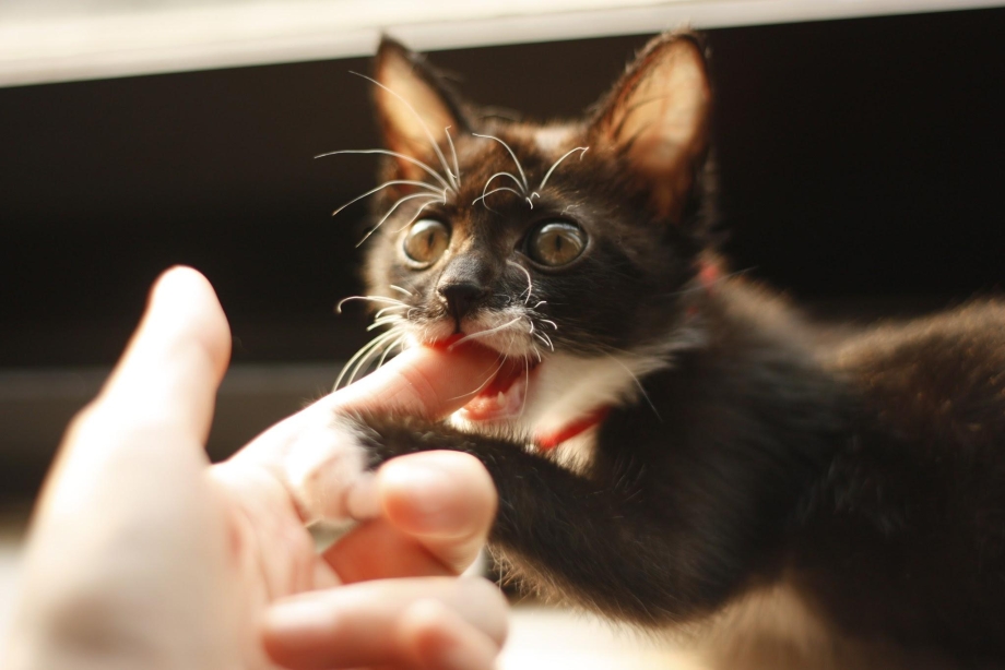 Котенок кусается