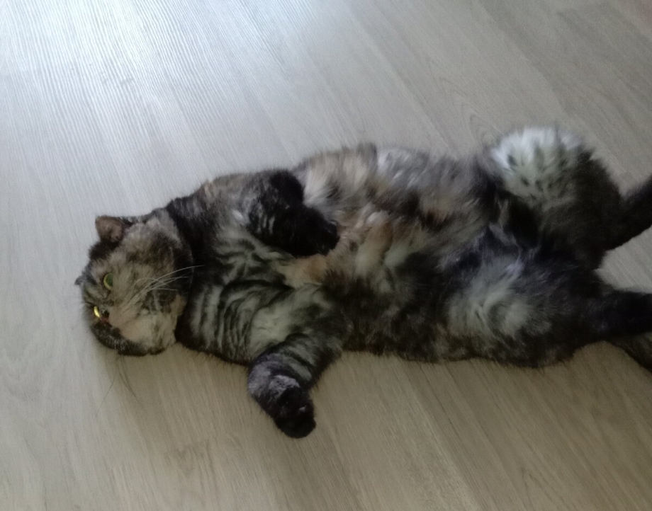 Рыжий кот кусается