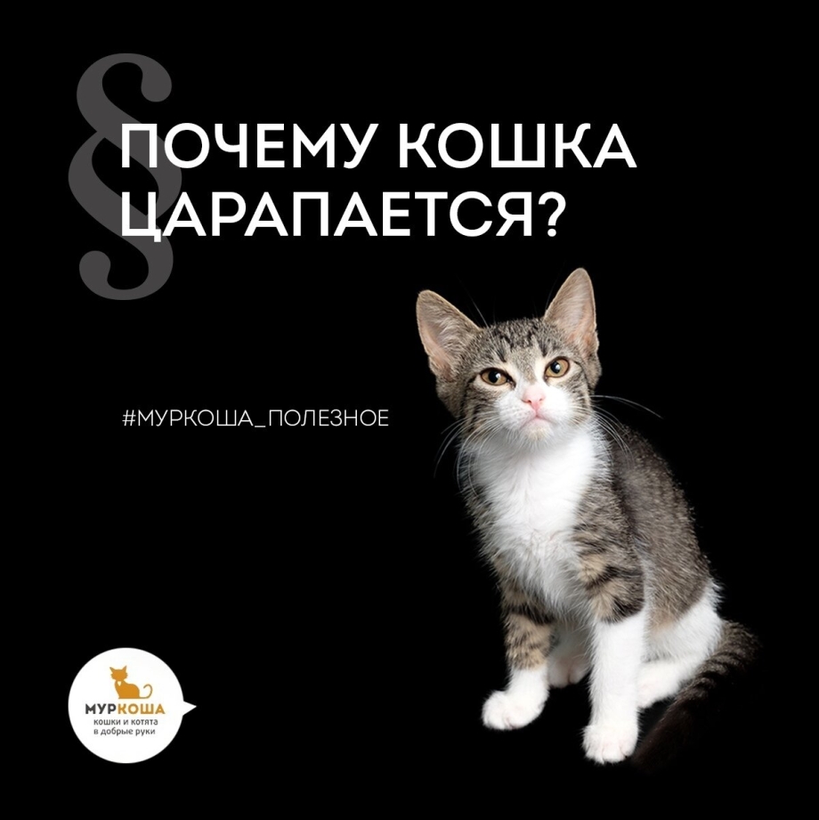 Кот кусается