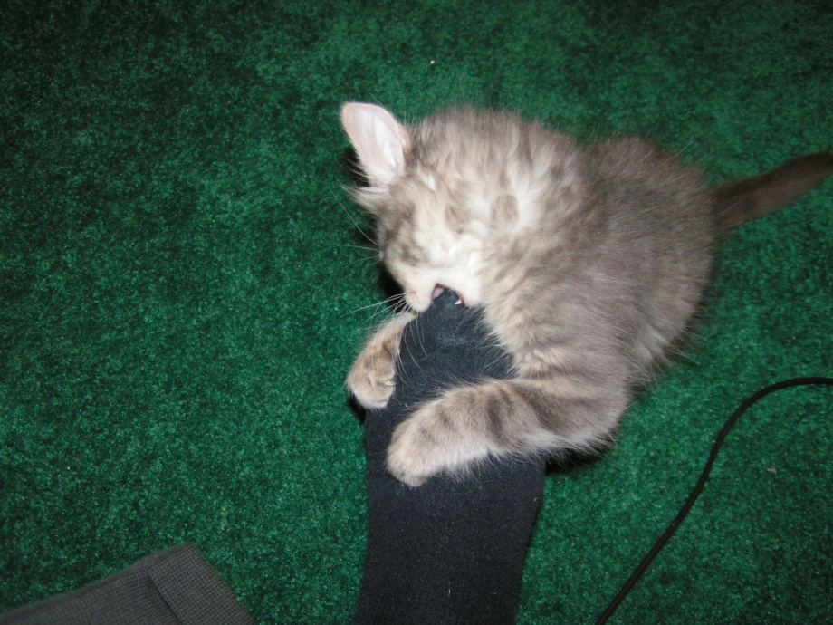 Кота ругают