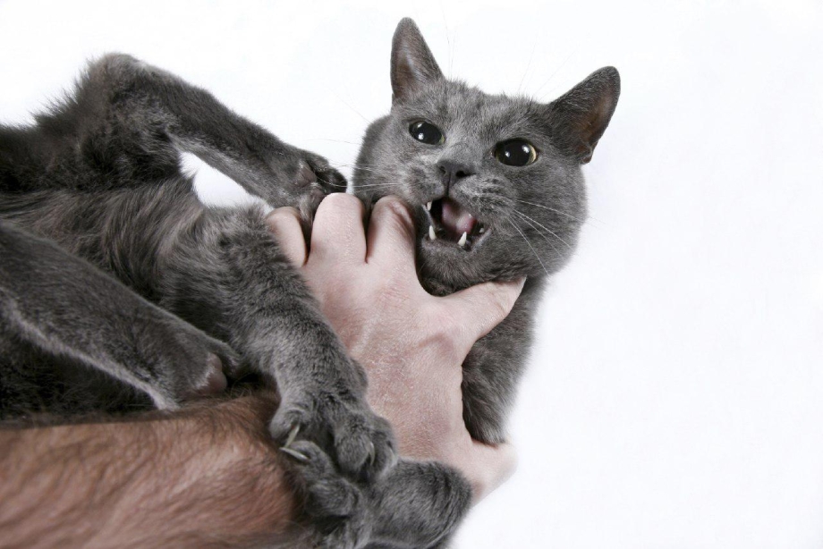 Кусачая кошка