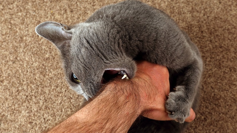 Котик кусает