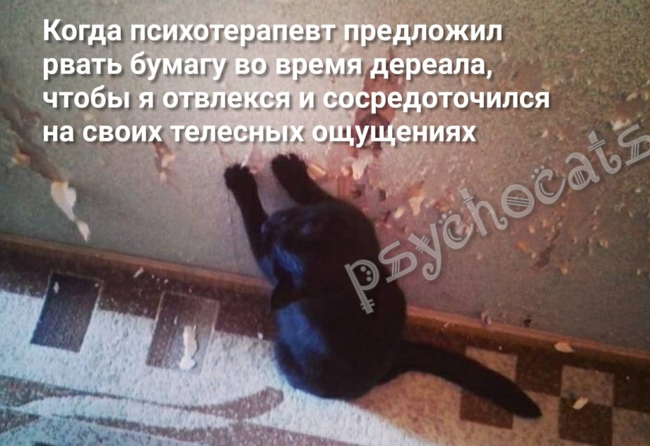 Кошка вцепилась