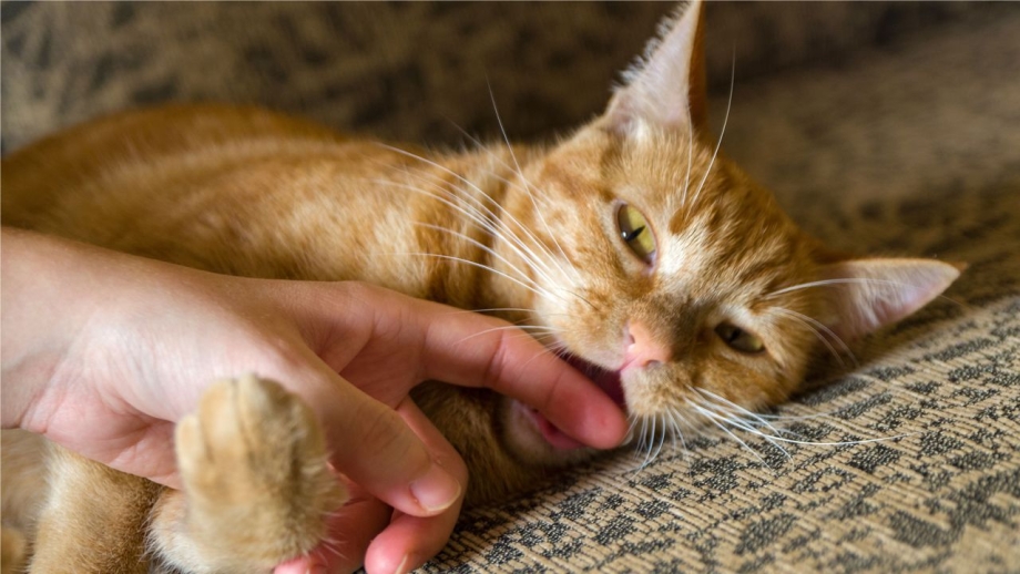 Котёнок кусается и царапается