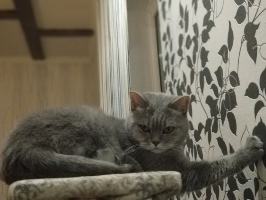 Кот кусает