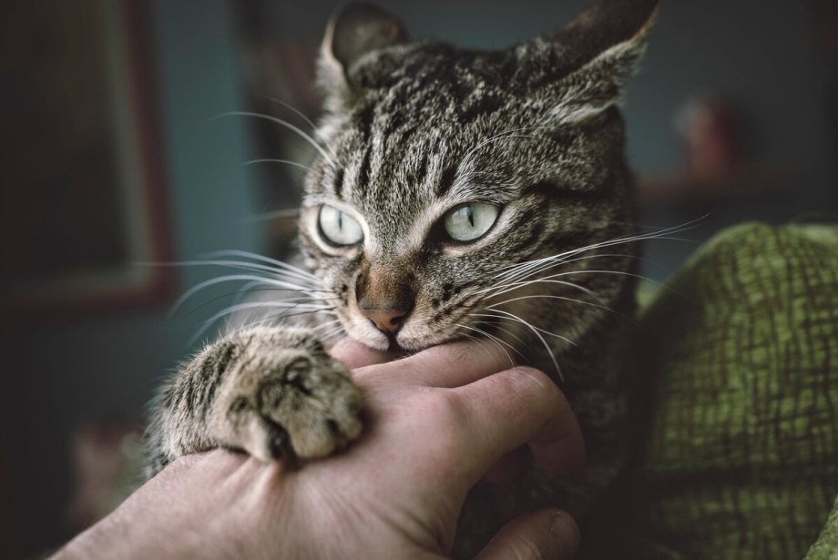 Кусачая кошка