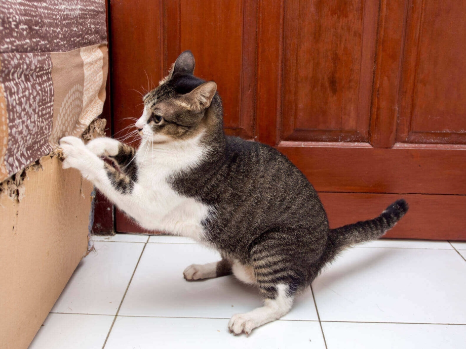Котята расцарапали кошке живот