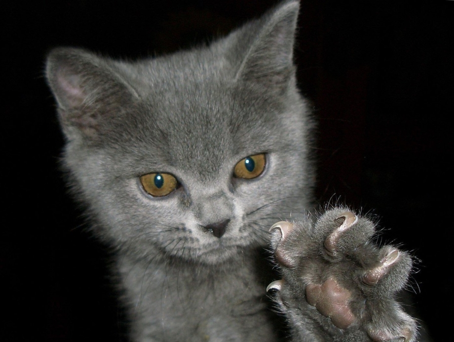 Кошачьи лапки царапающиеся