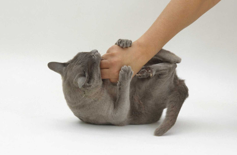 Чтобы кот не царапался
