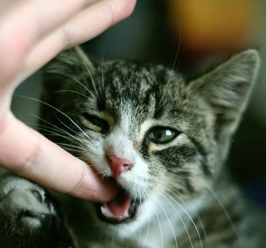 Удар кота