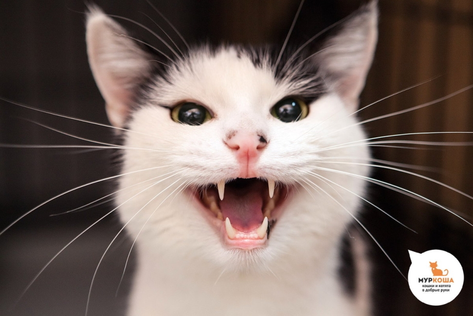 Кусачая кошка