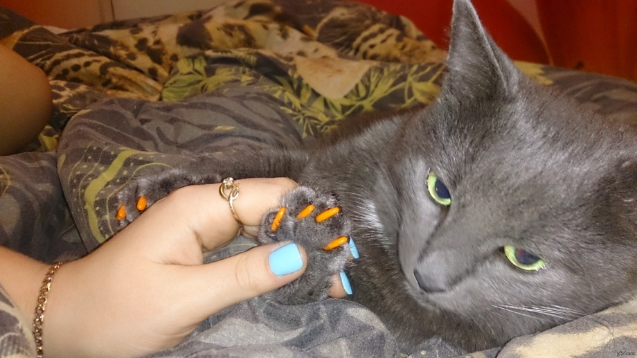 Кот на руках
