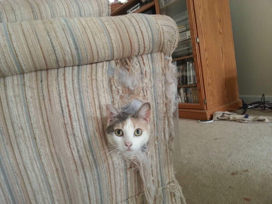 Кошка кусает