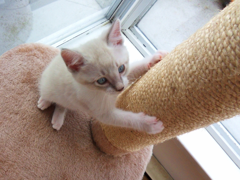 Кошки которые царапаются