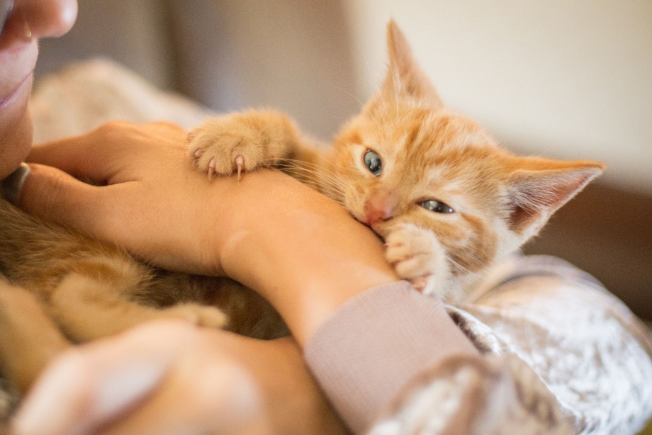 Приучить кота к когтеточке