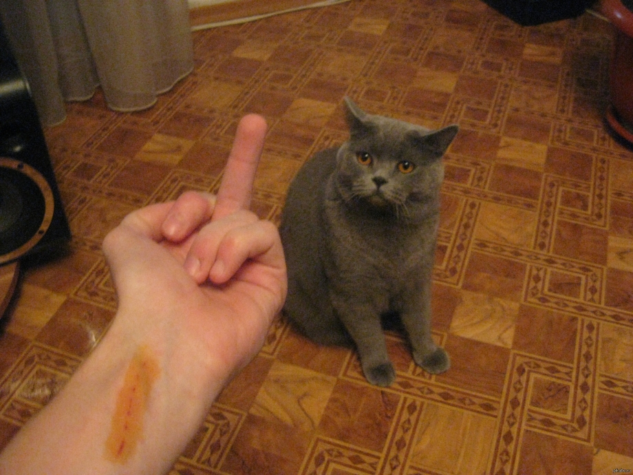 Кошка царапает мебель
