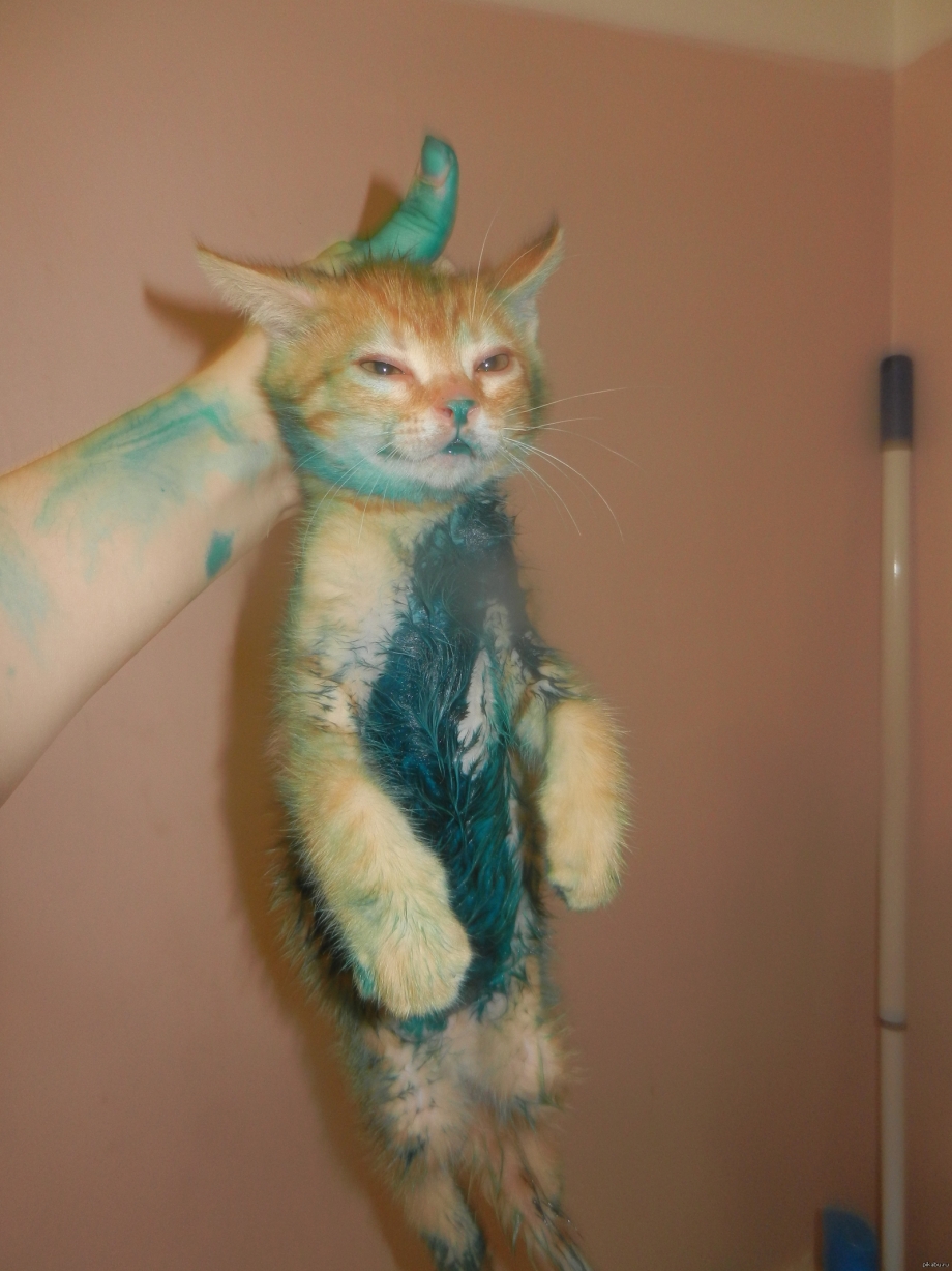 Кот кусает руку