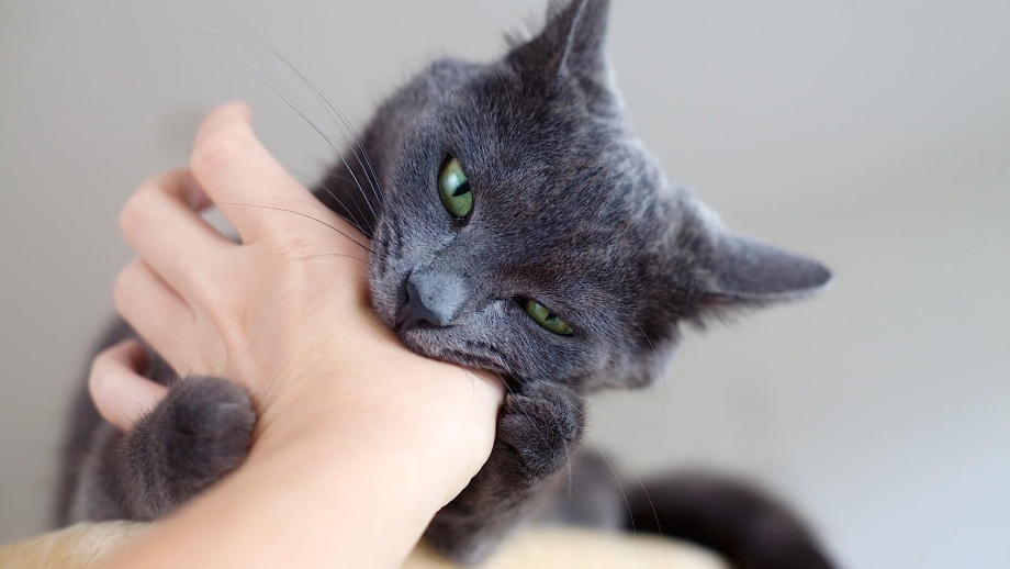 Кот красками