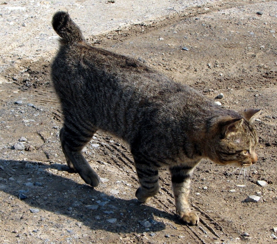 Дикий кот с коротким хвостом