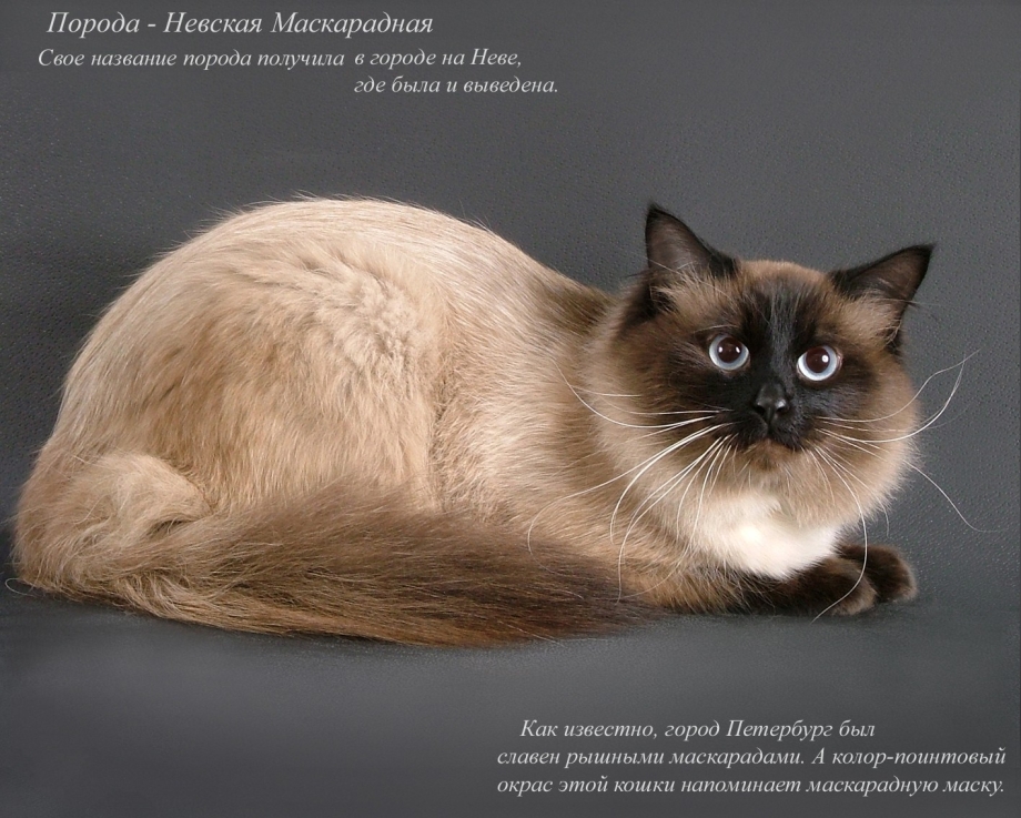 Породистые кошки и их названия