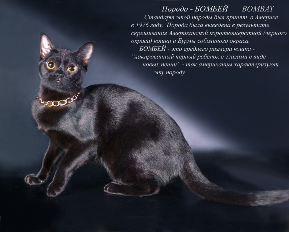Бомбейская кошка стандарт породы
