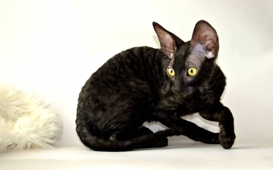 Корниш рекс котята
